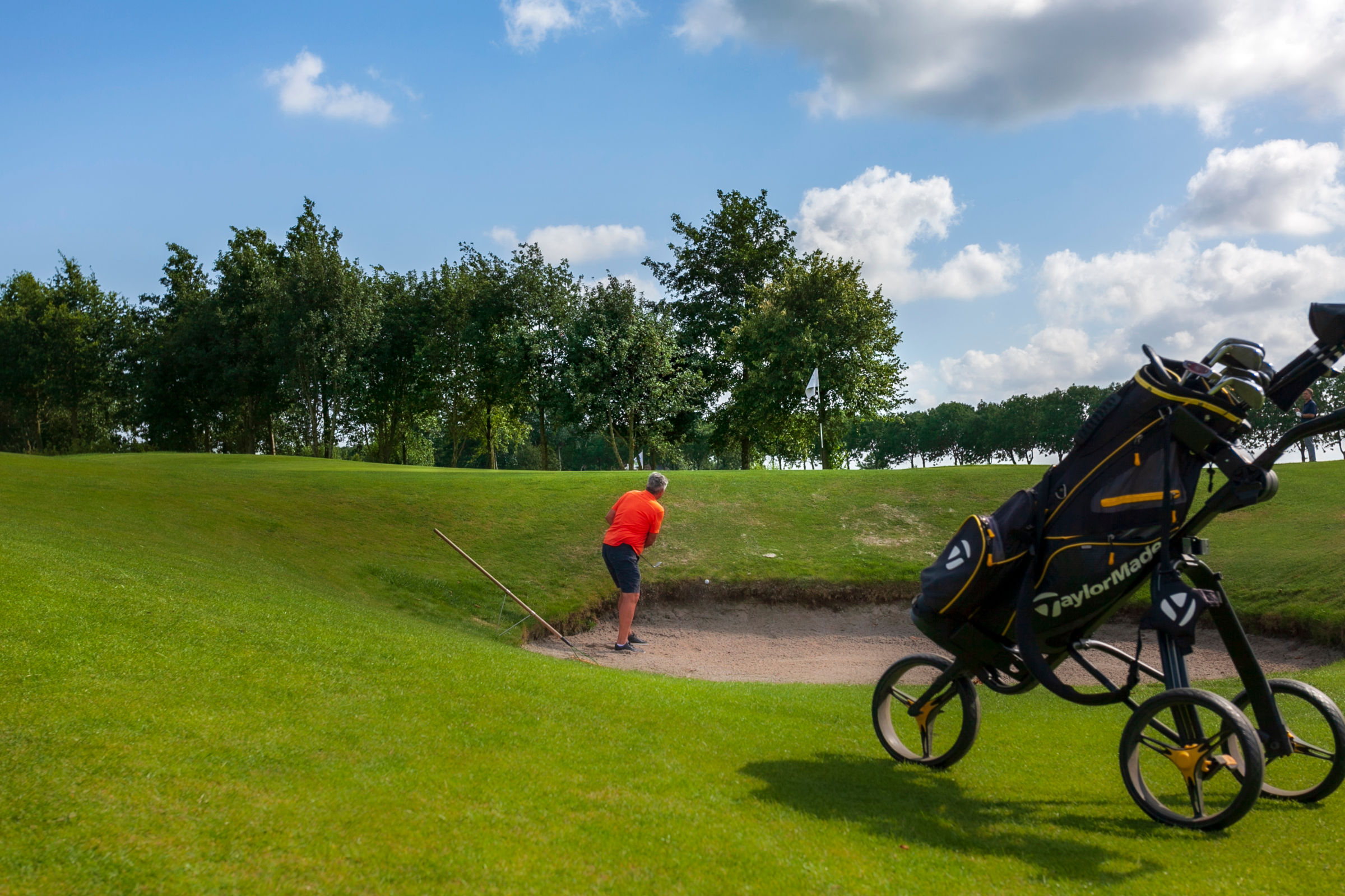 WESTWOUD WESTFRIESE GC 63